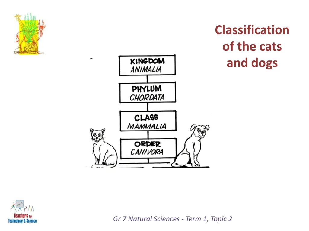 classification of the cats and dogs