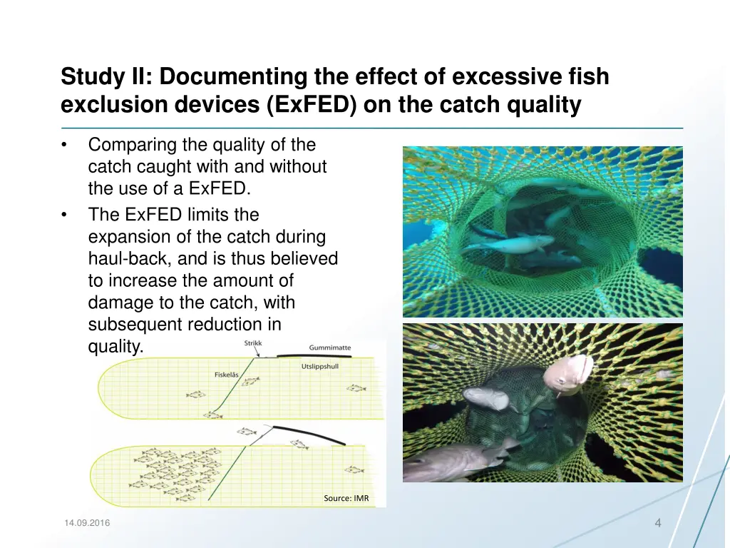 study ii documenting the effect of excessive fish