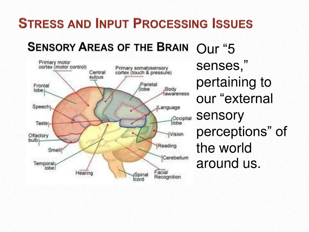 our 5 senses pertaining to our external sensory