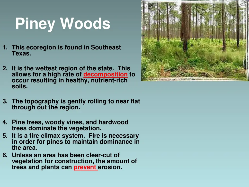 piney woods