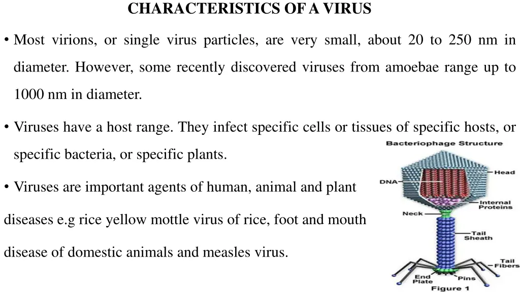 characteristics of a virus