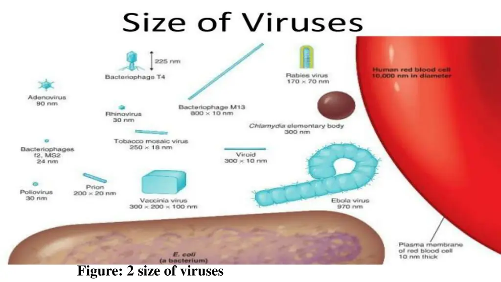 figure 2 size of viruses