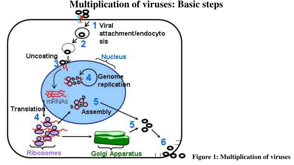 multiplication of viruses basic steps 1