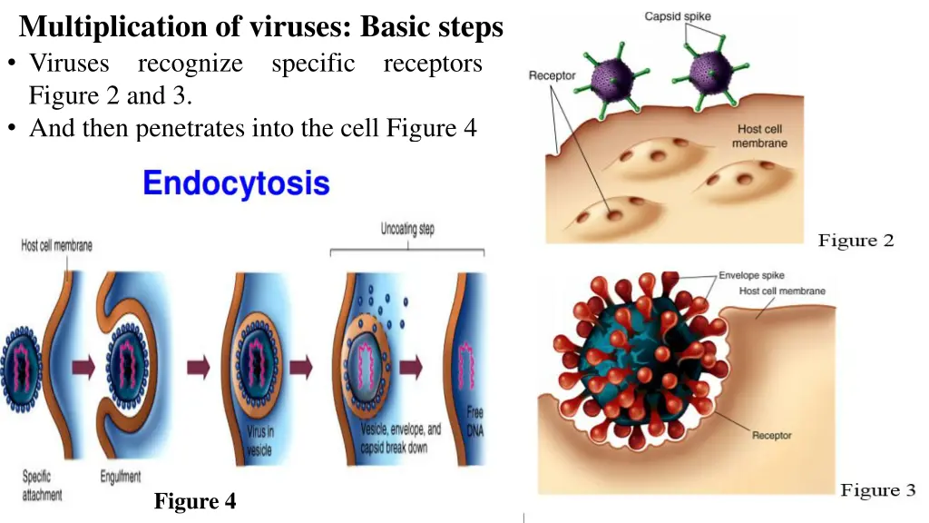 multiplication of viruses basic steps 2