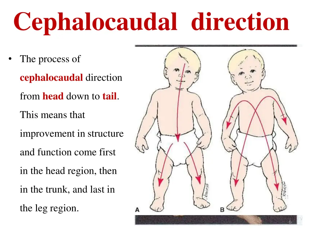 cephalocaudal direction 1