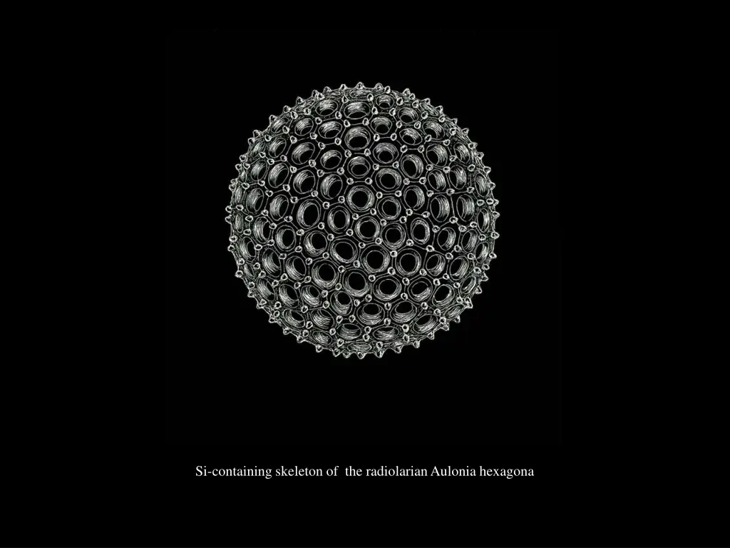 si containing skeleton of the radiolarian aulonia