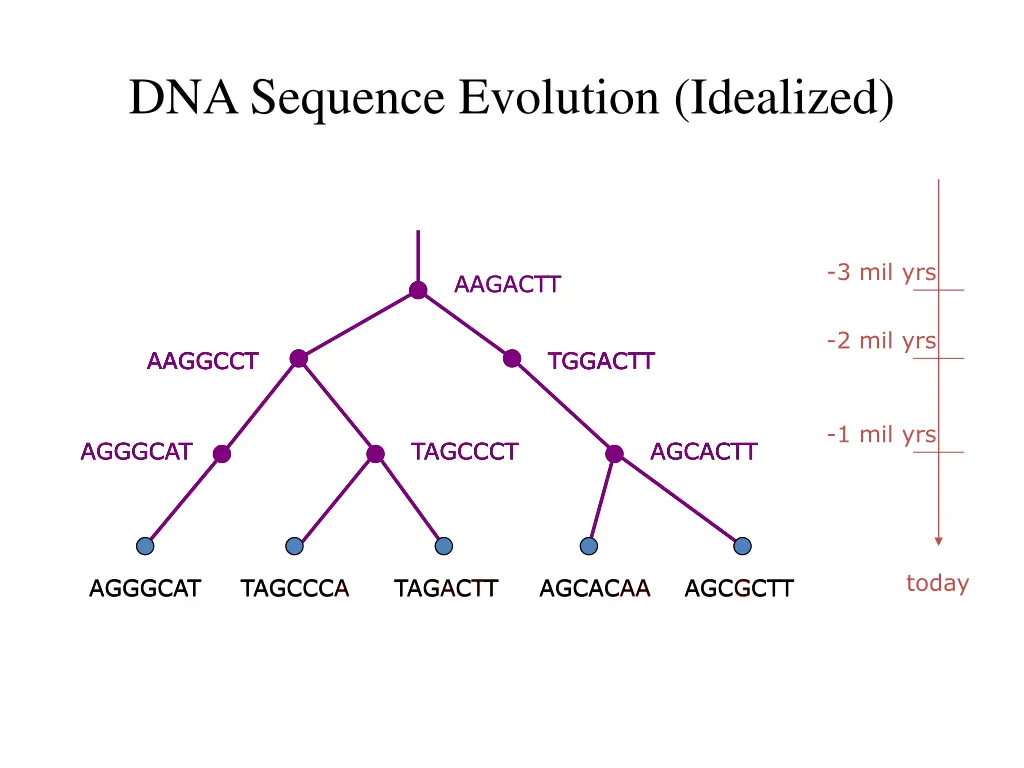 dna sequence evolution idealized