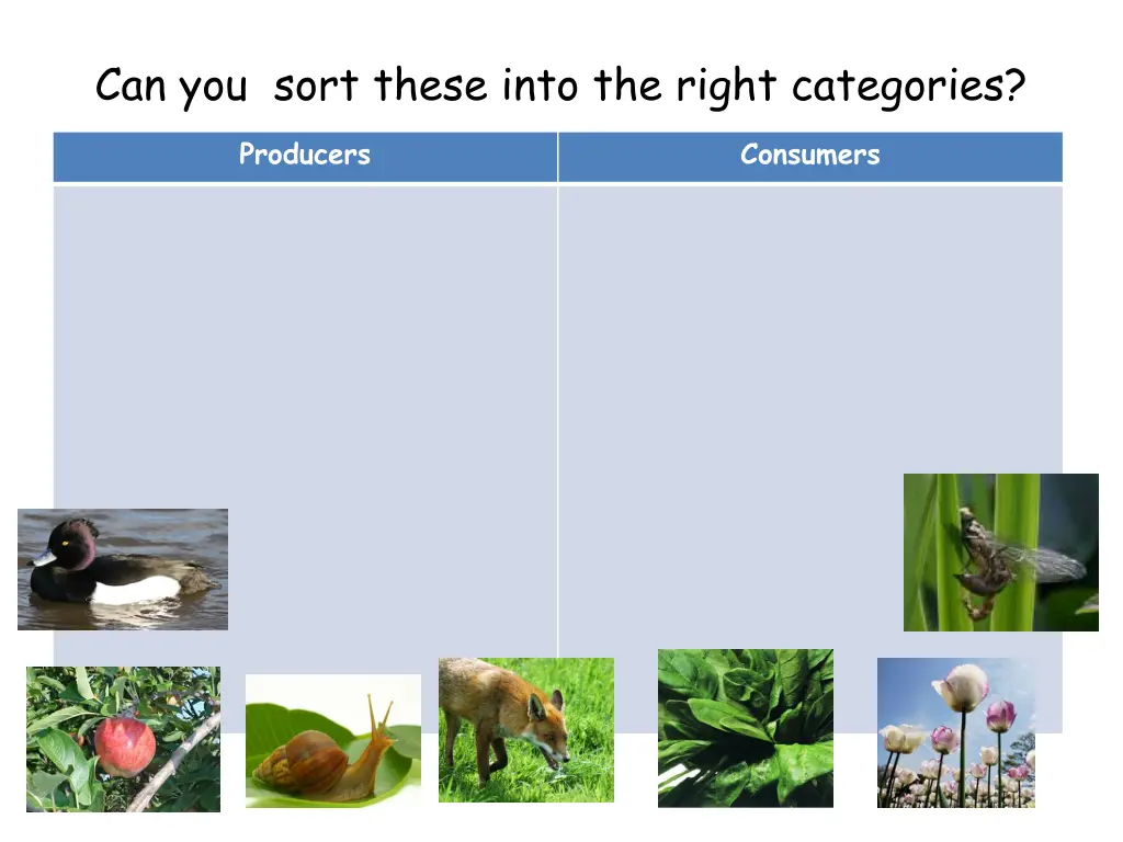 can you sort these into the right categories