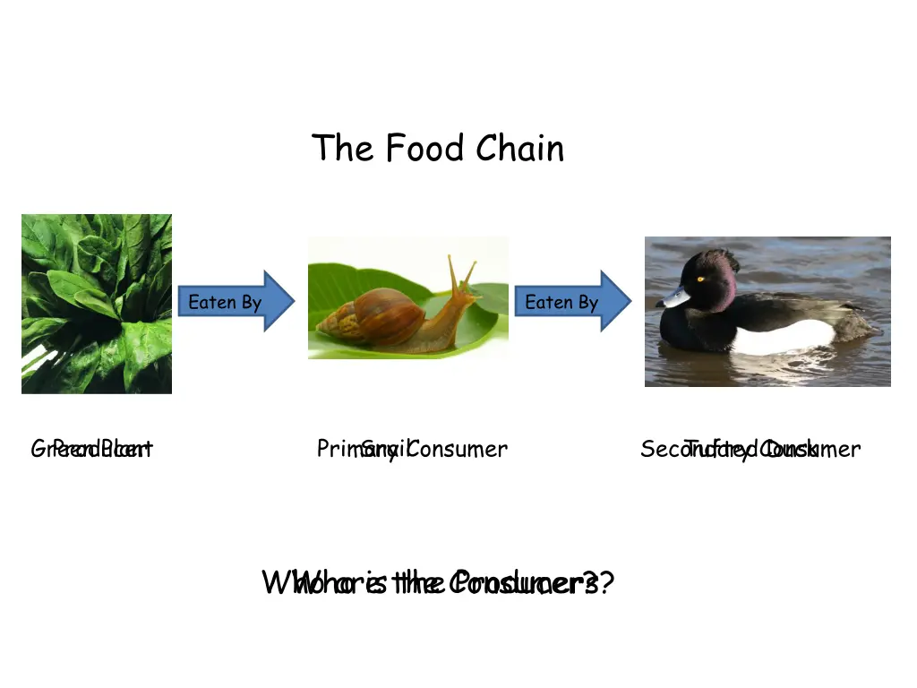 the food chain