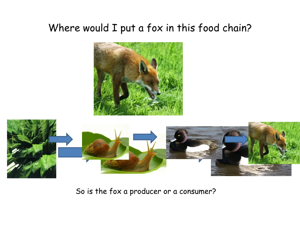 where would i put a fox in this food chain