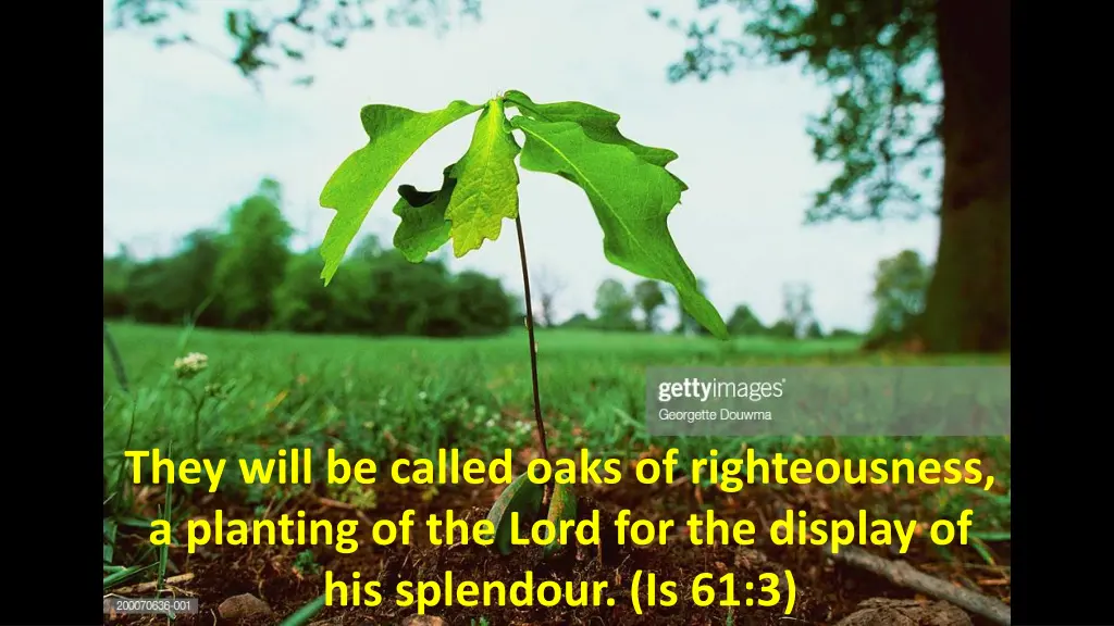 they will be called oaks of righteousness 1