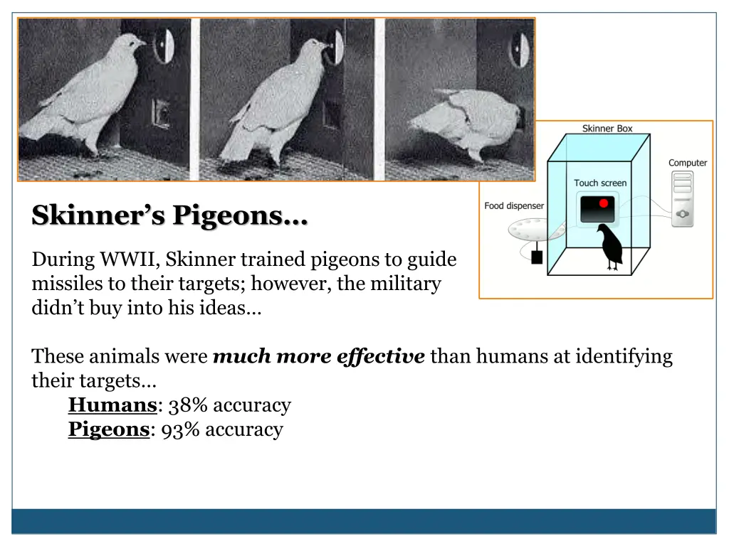 skinner s pigeons