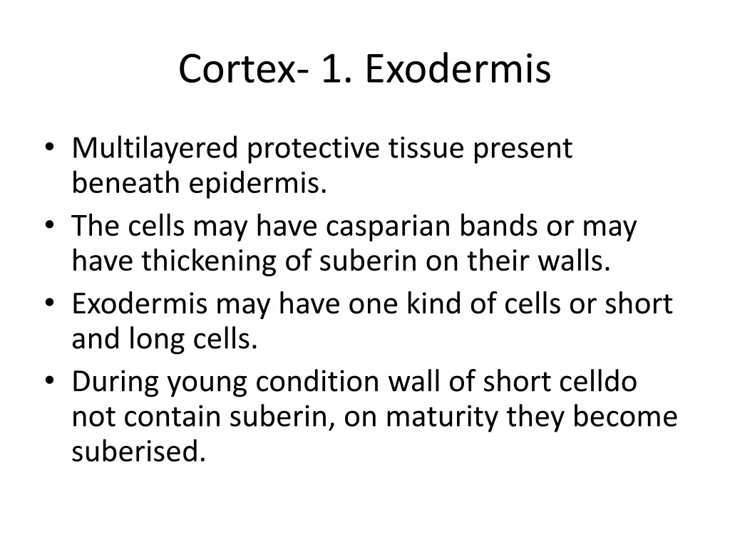 cortex 1 exodermis