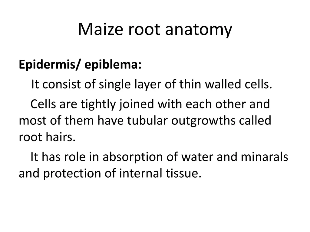 maize root anatomy