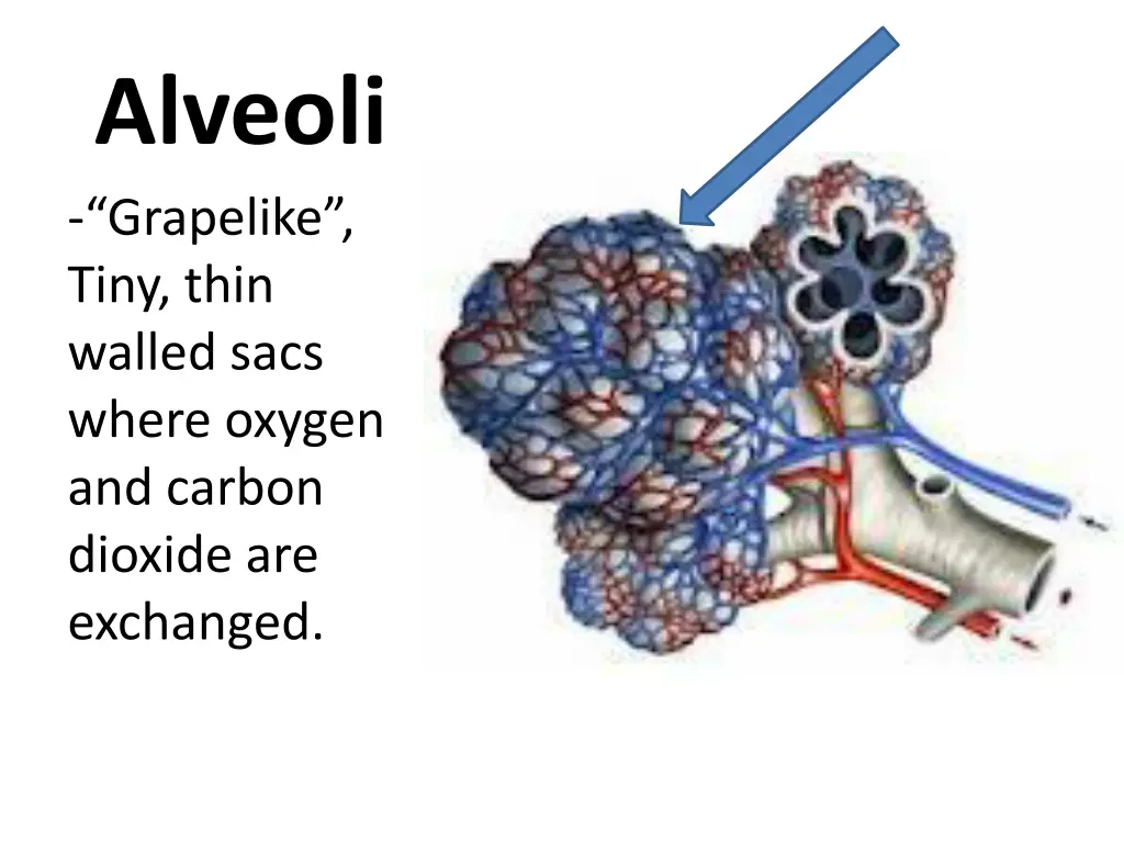 alveoli grapelike tiny thin walled sacs where