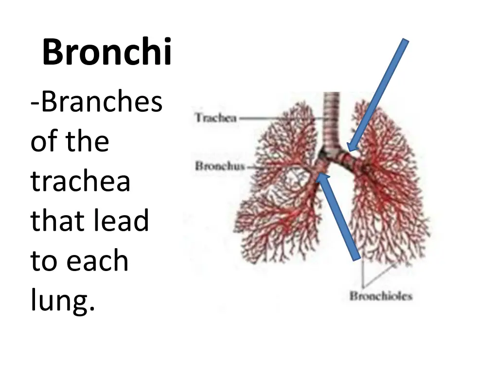 bronchi branches of the trachea that lead to each