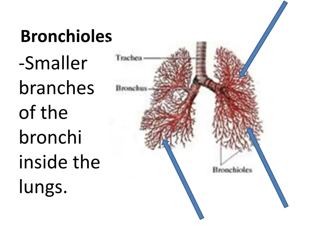 bronchioles smaller branches of the bronchi