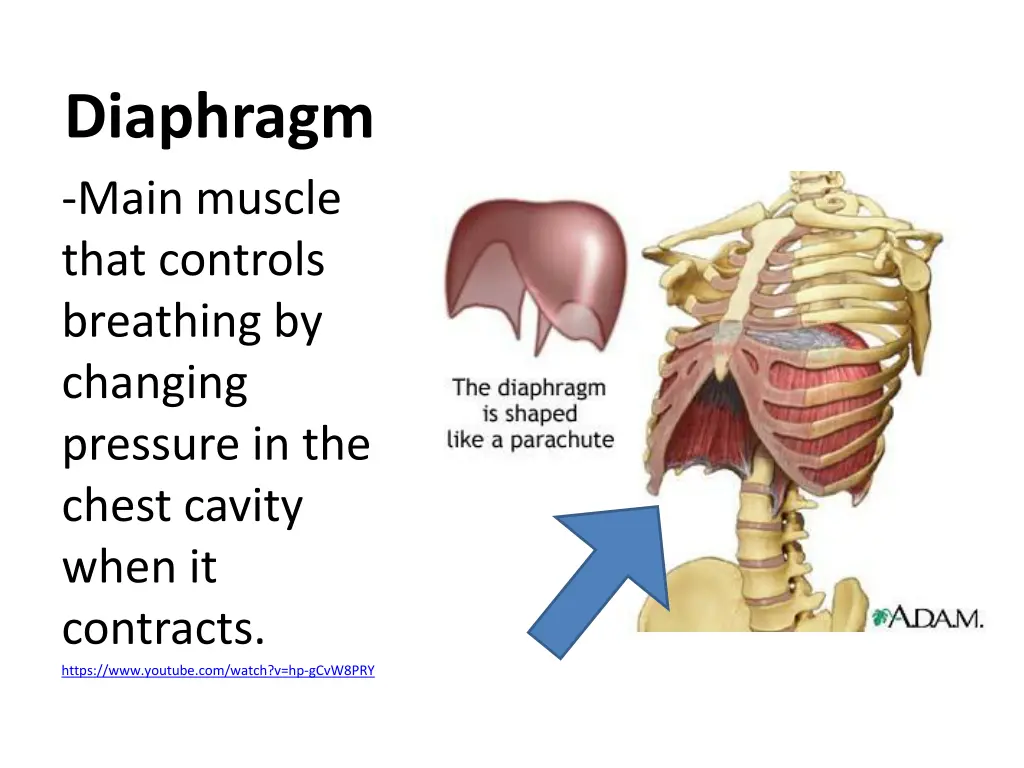 diaphragm main muscle that controls breathing