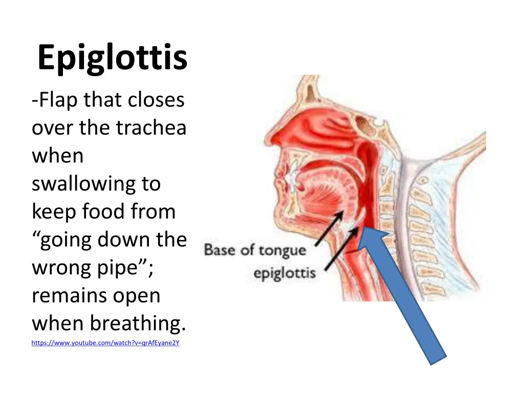 epiglottis flap that closes over the trachea when