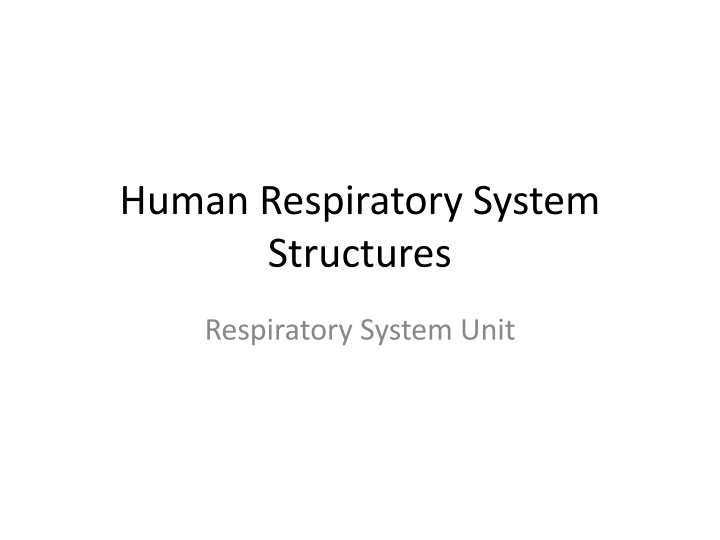 human respiratory system structures