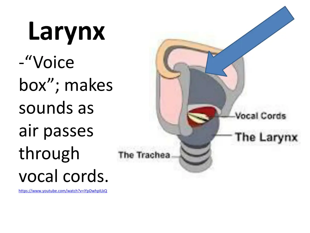 larynx voice box makes sounds as air passes