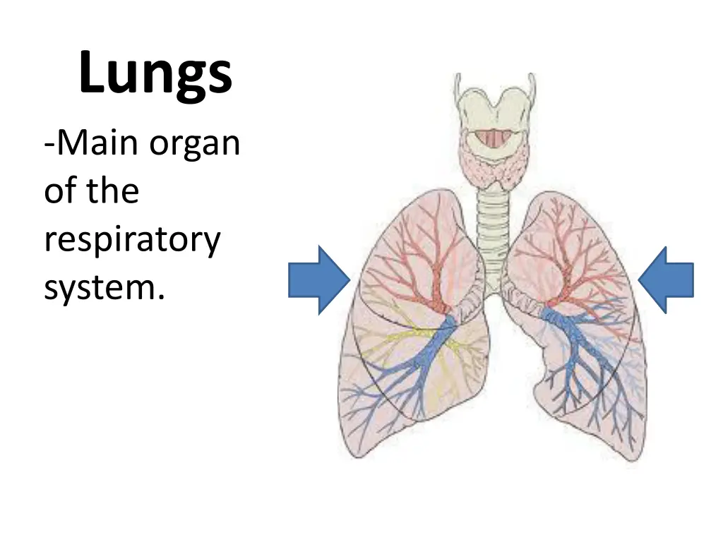 lungs main organ of the respiratory system