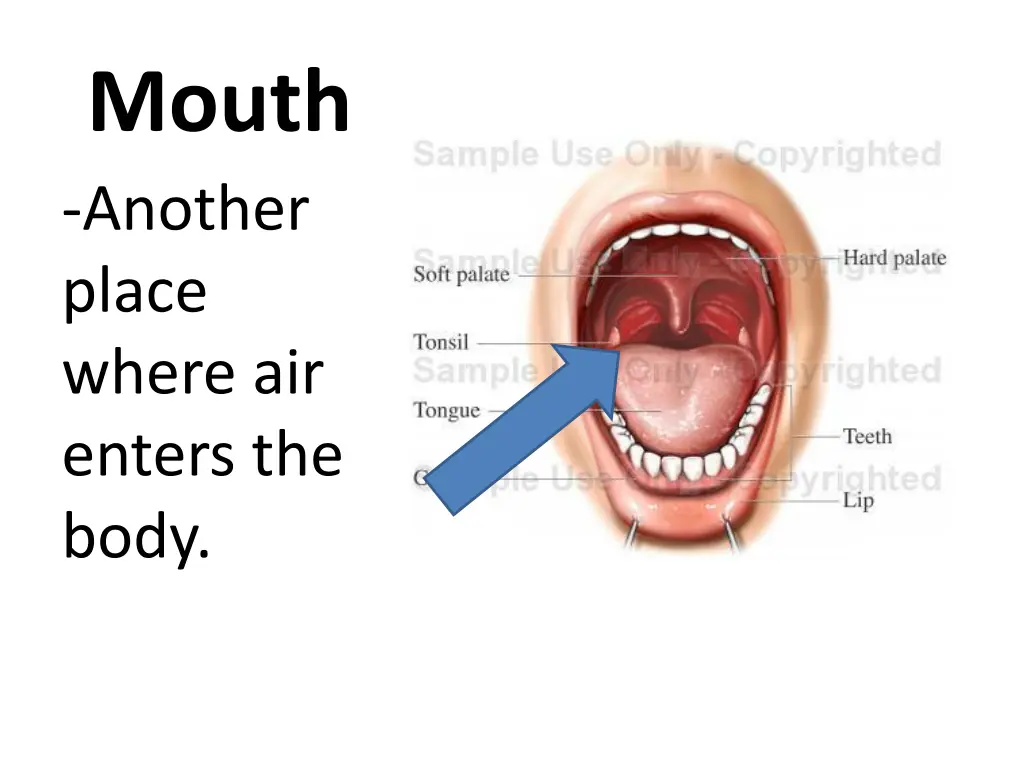 mouth another place where air enters the body