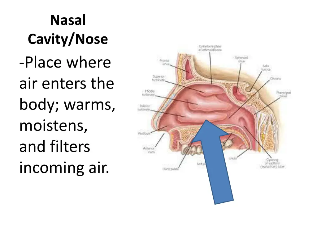 nasal