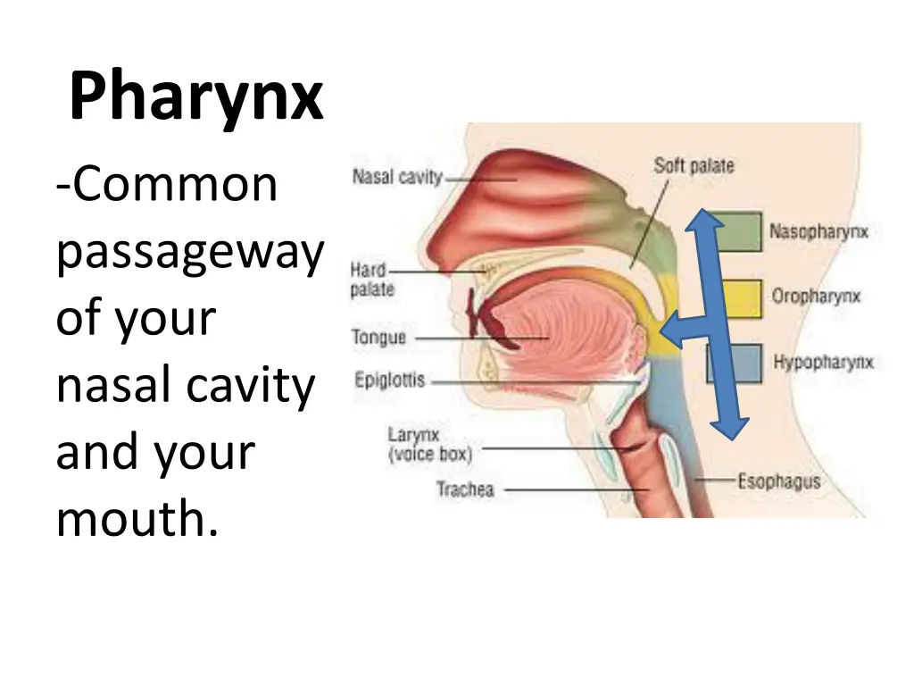 pharynx common passageway of your nasal cavity