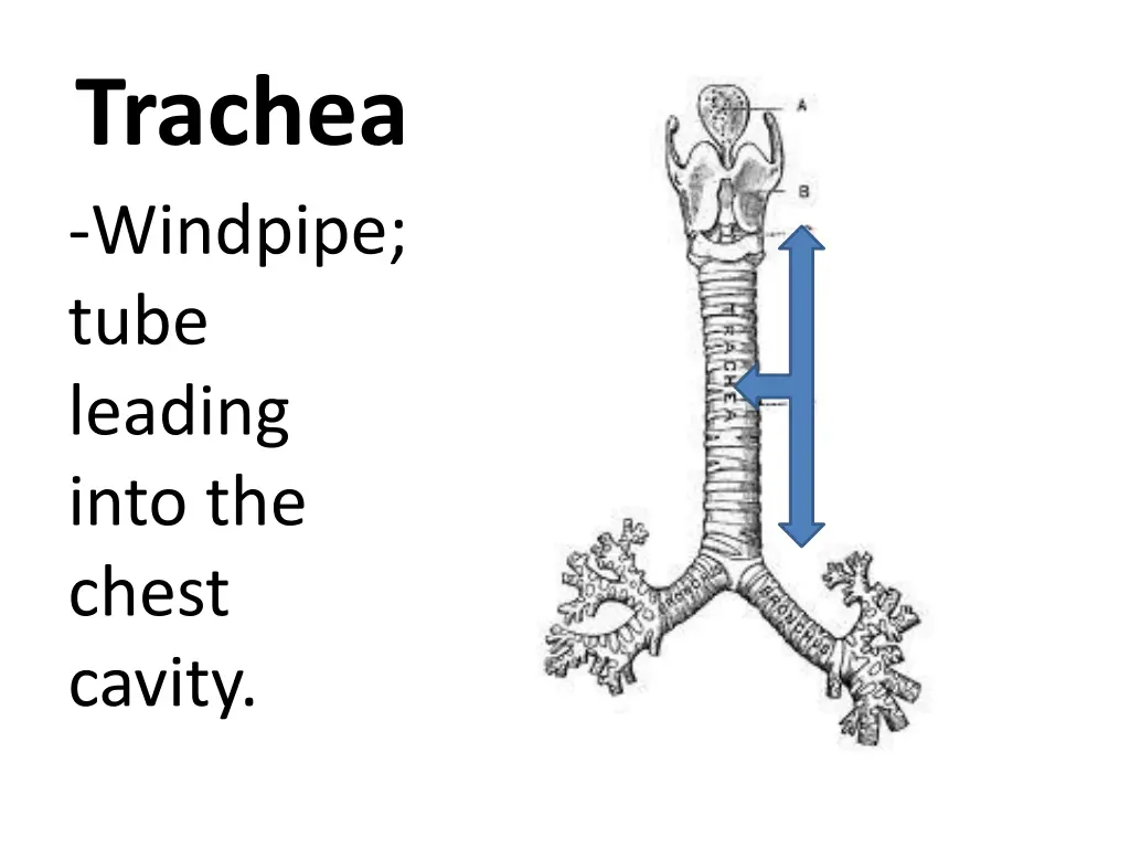 trachea windpipe tube leading into the chest