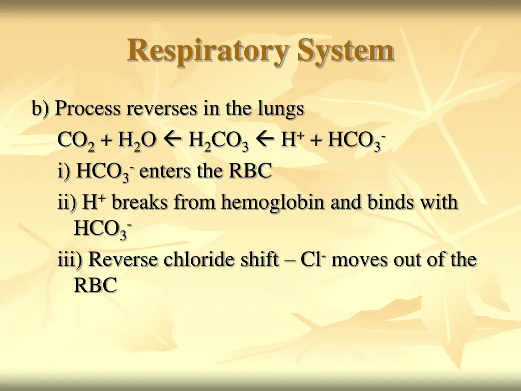 respiratory system 20