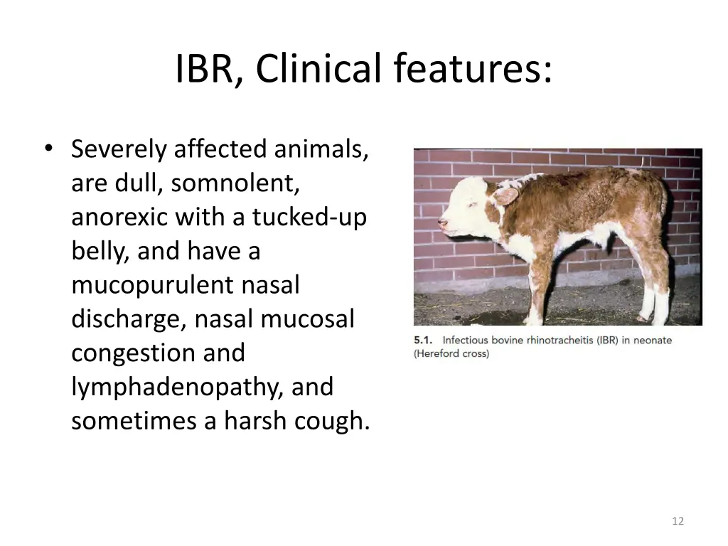 ibr clinical features 1