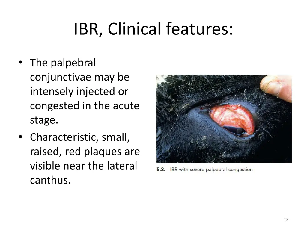 ibr clinical features 2