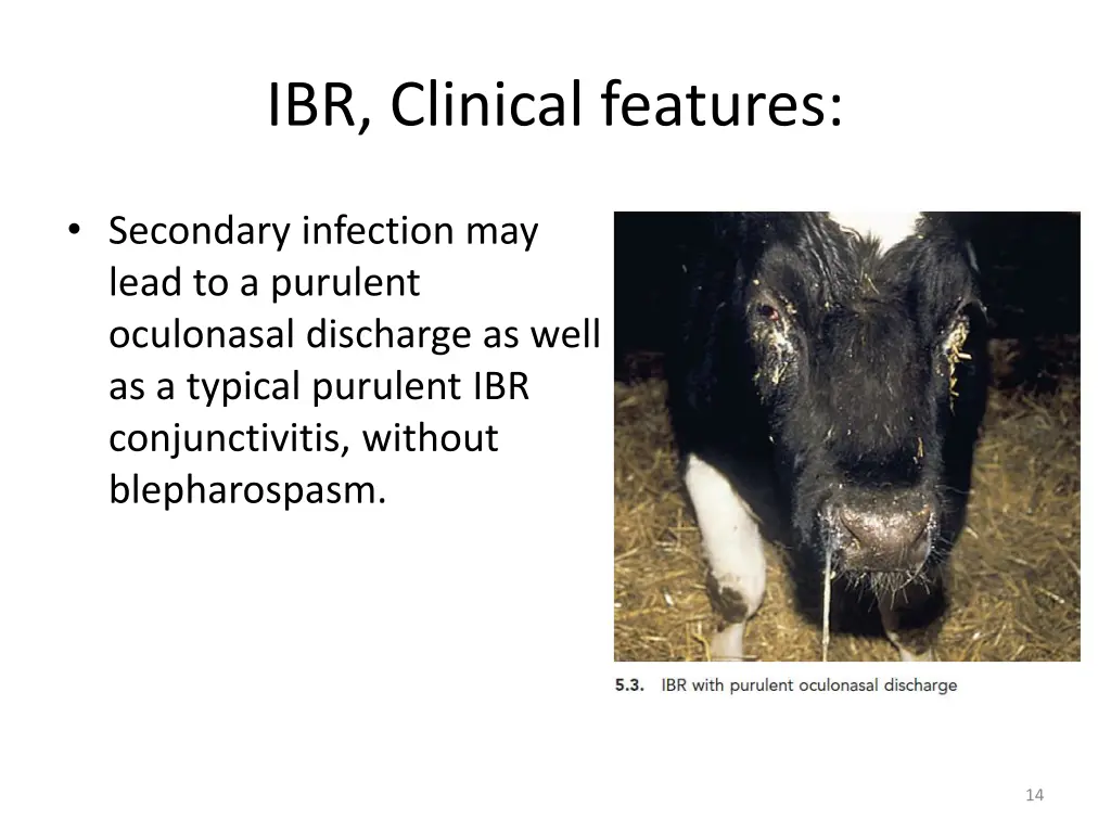 ibr clinical features 3