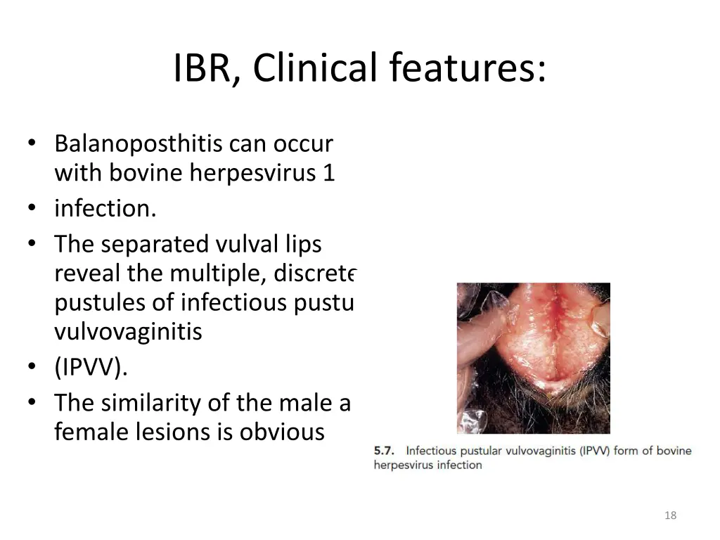 ibr clinical features 7