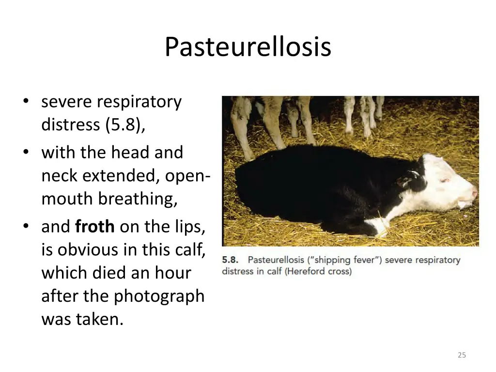 pasteurellosis 3