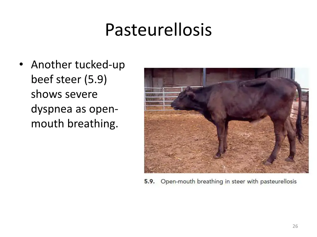 pasteurellosis 4