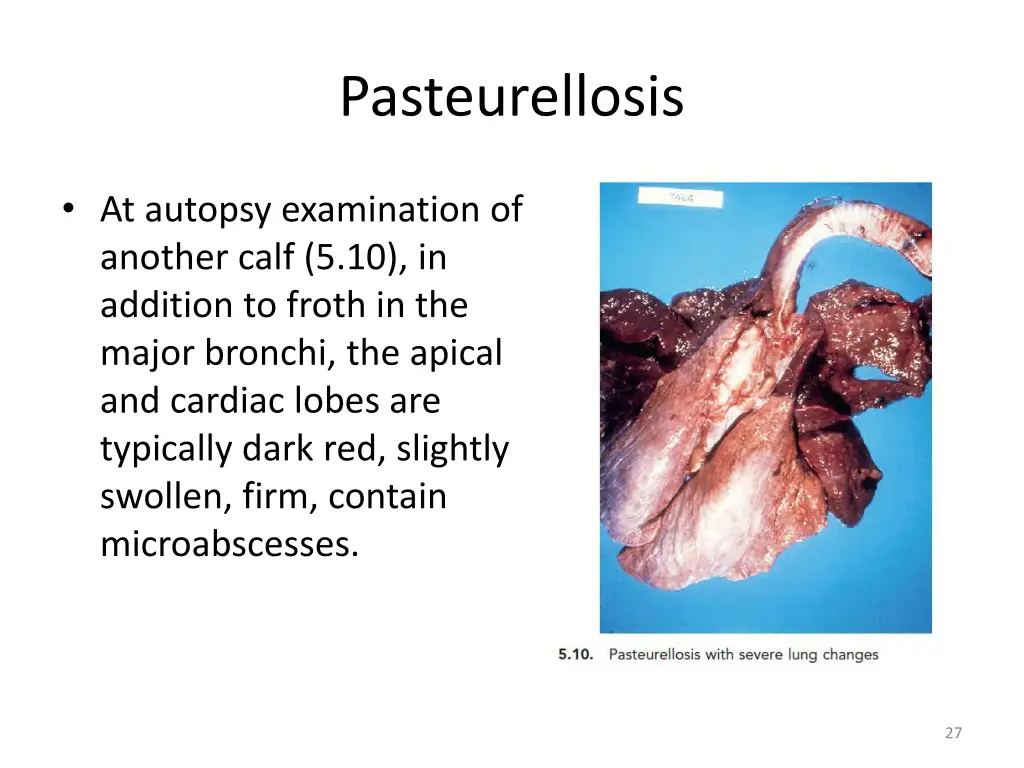 pasteurellosis 5