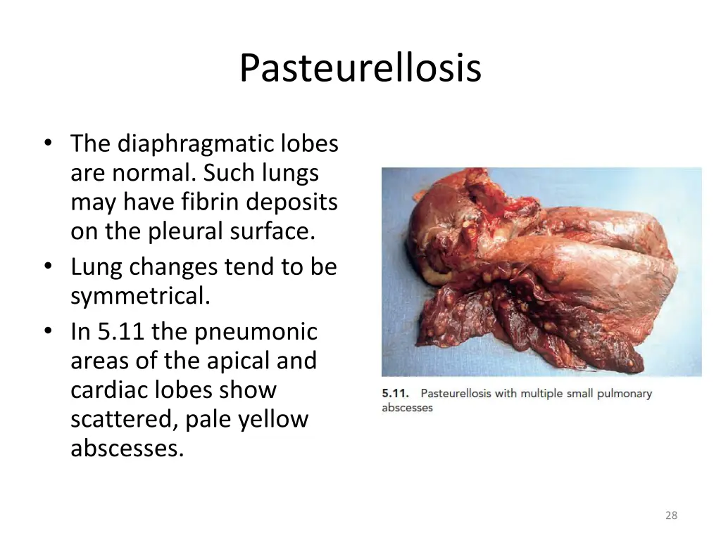 pasteurellosis 6