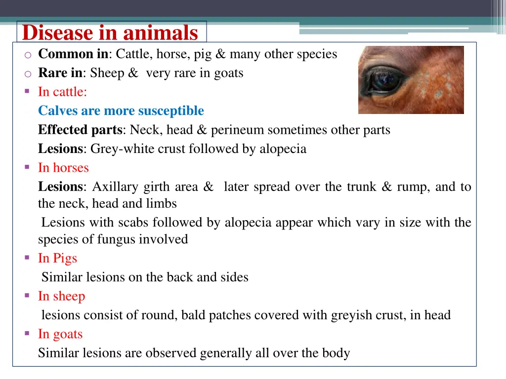 disease in animals o common in cattle horse