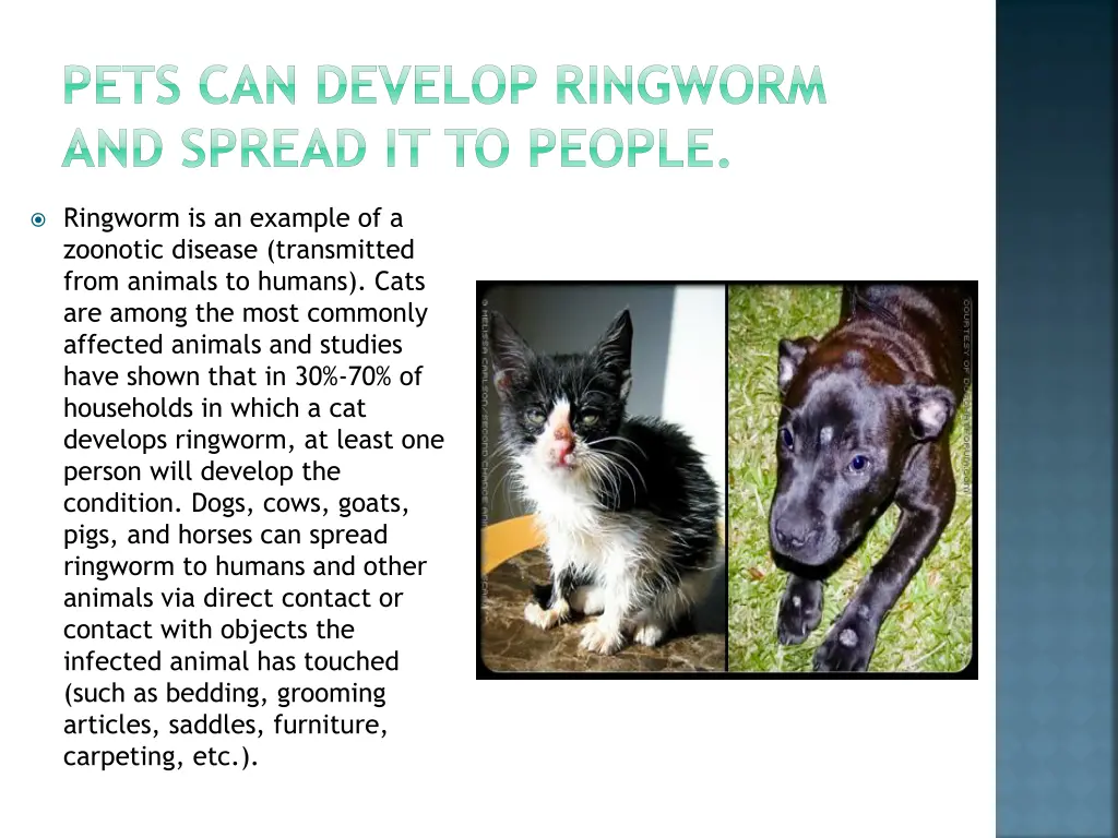 pets can develop ringworm and spread it to people