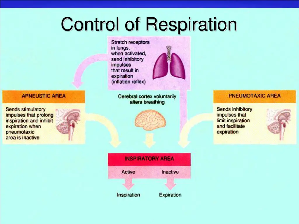 control of respiration