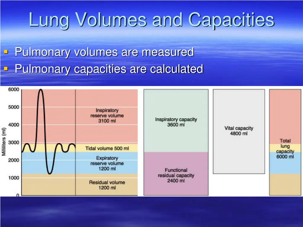 lung volumes and capacities