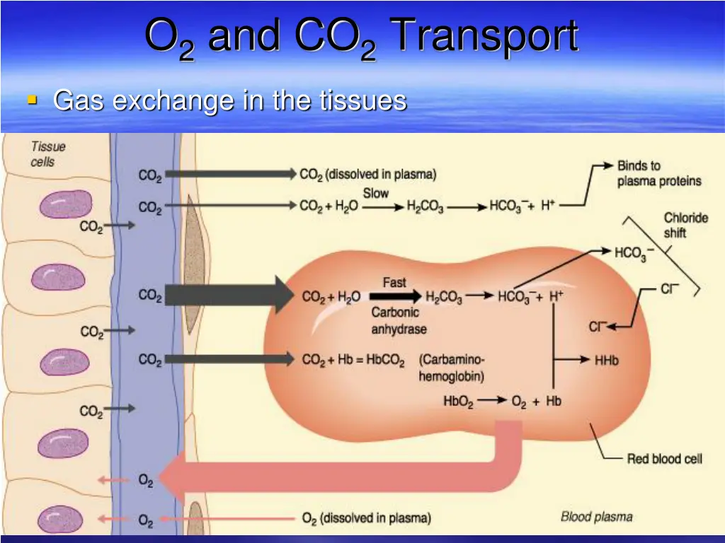 o 2 and co 2 transport