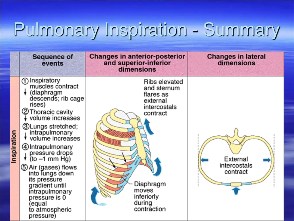 pulmonary inspiration summary