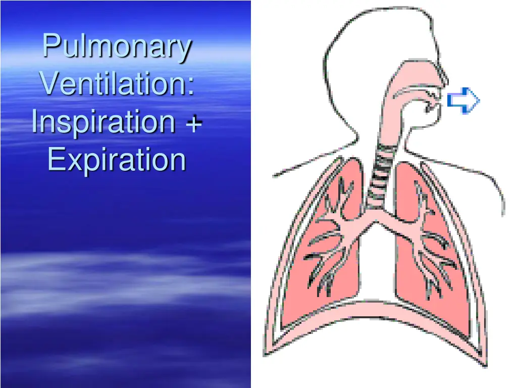 pulmonary ventilation inspiration expiration