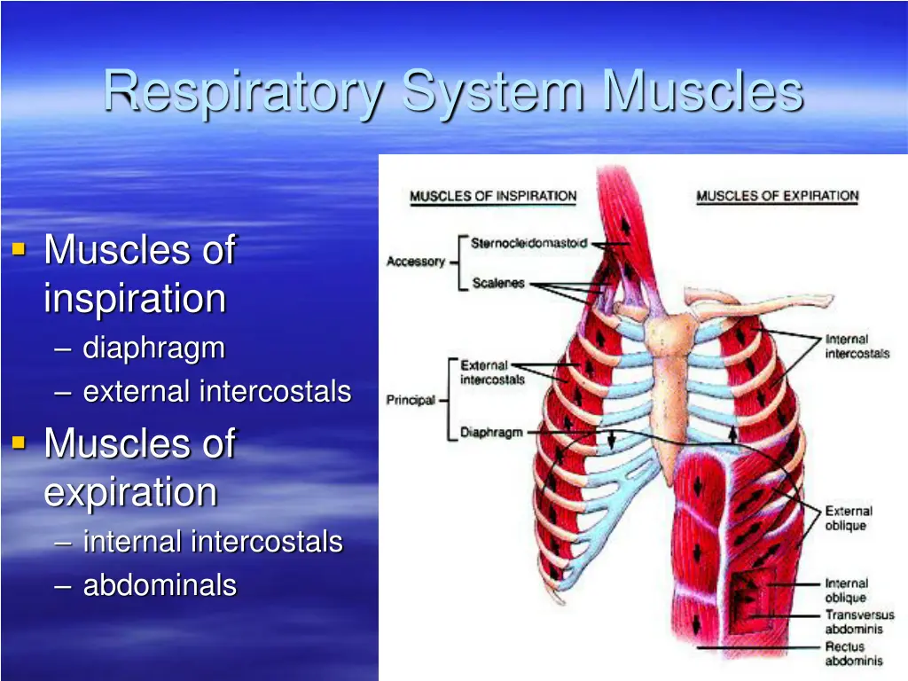 respiratory system muscles