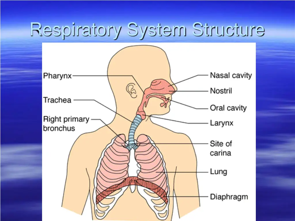 respiratory system structure