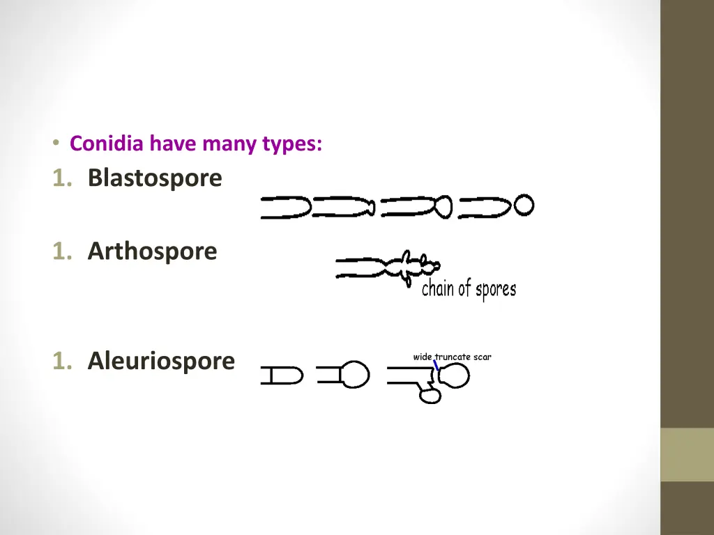 conidia have many types 1 blastospore