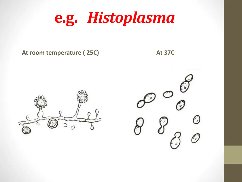 e g histoplasma